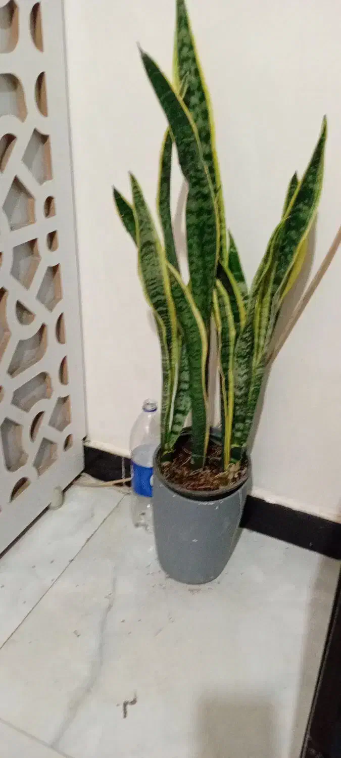 گلهای زیبای من|گل و گیاه طبیعی|خرم‌آباد, |دیوار