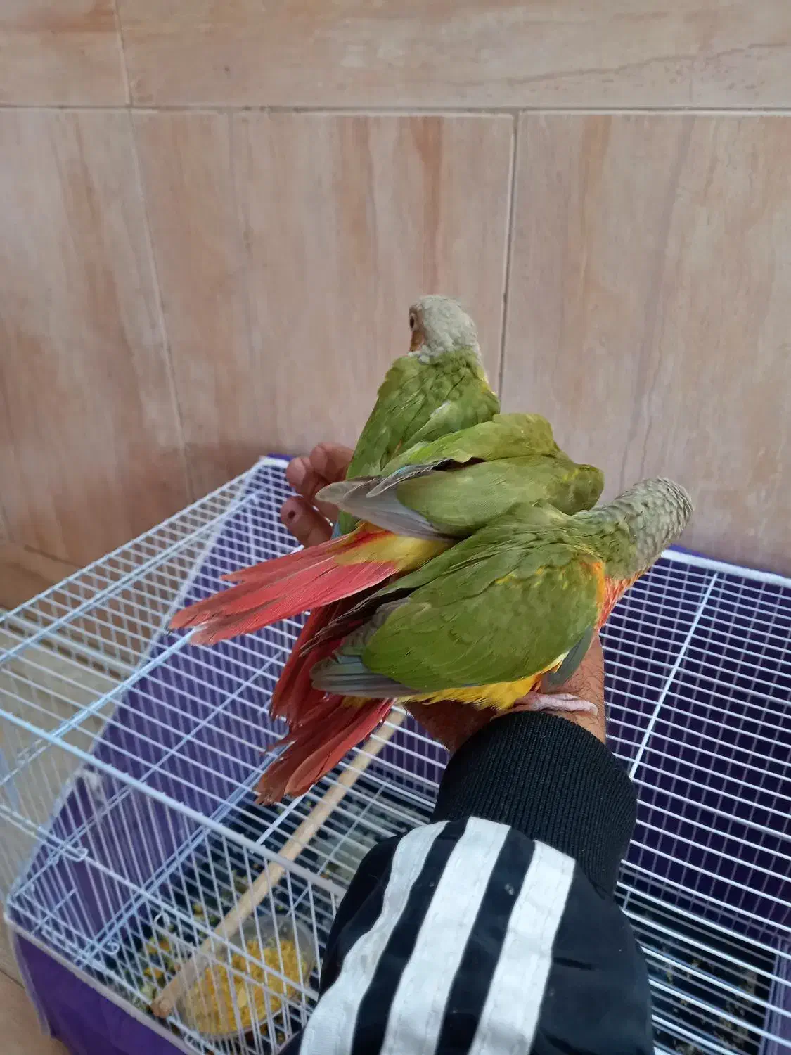 جوجه گرین چیک|پرنده|نیشابور, شهرک فیروزه|دیوار