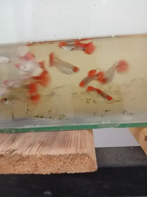 ماهی گوپی و دمشمیری و آکواریوم و لوازمش|ماهی|نجف‌آباد, امیرآباد|دیوار