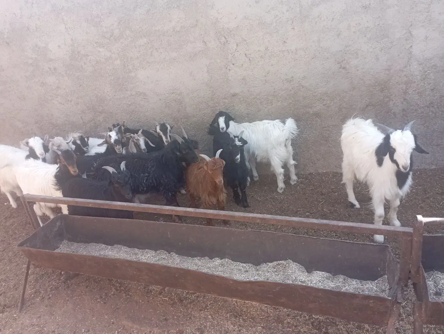 بزغاله جوان مناسب نگهداری|حیوانات مزرعه|قرچک, صالح آباد|دیوار