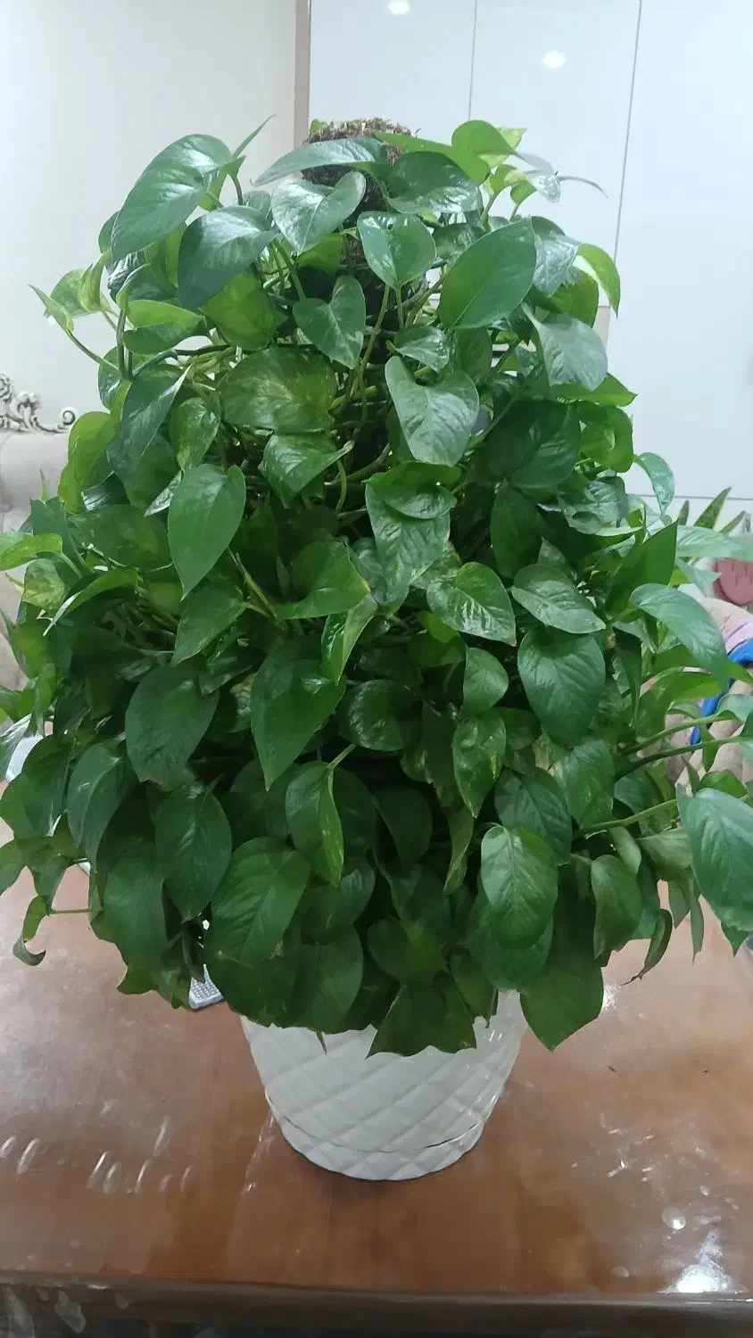 گل پتوس|گل و گیاه طبیعی|قدس, شهرقدس|دیوار