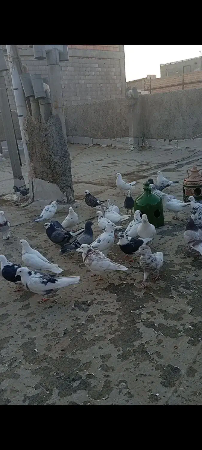 کبوتر|پرنده|پاکدشت, پاکدشت (مامازند)|دیوار