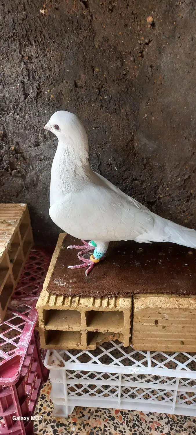 کبوتر|پرنده|شوشتر, |دیوار