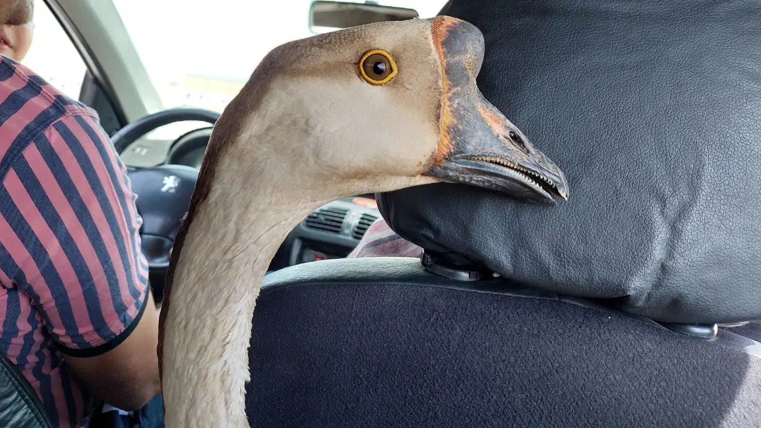 قازوقوقار|حیوانات مزرعه|آران و بیدگل, |دیوار