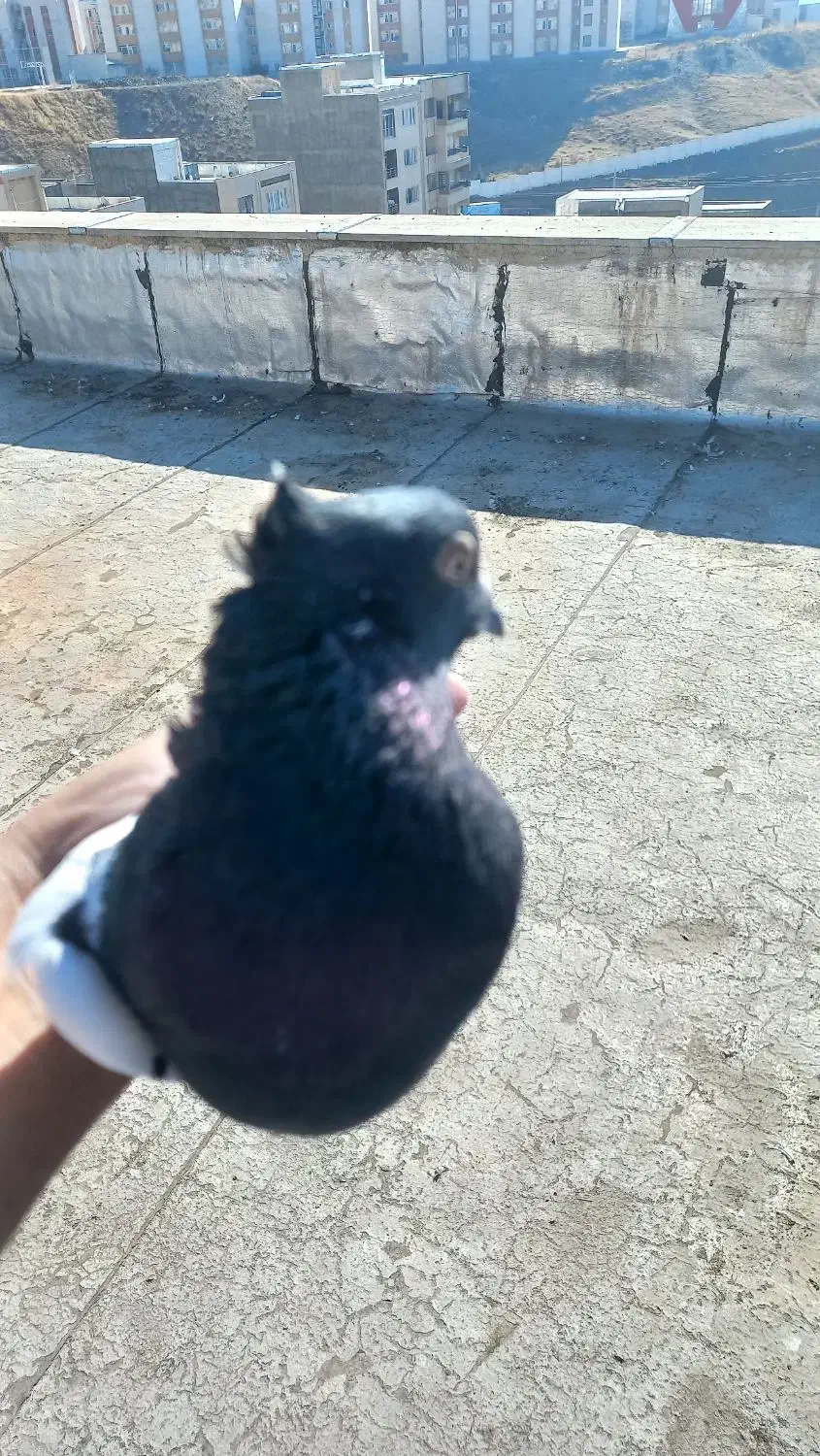 کبوتر پرشی|پرنده|سنندج, |دیوار