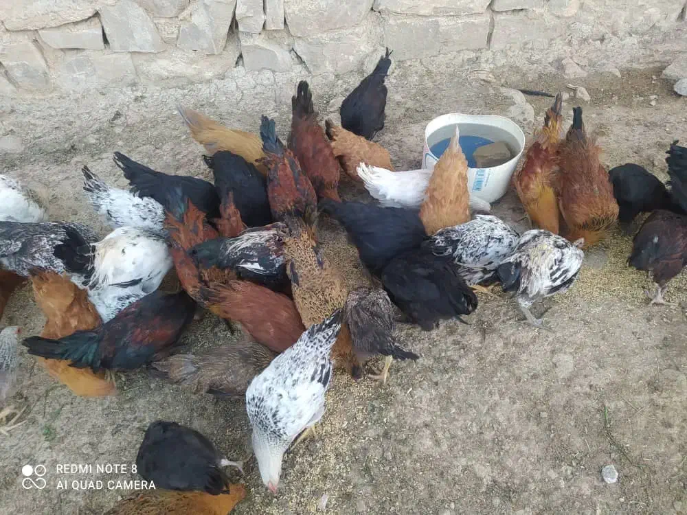 جوجه خروس محلی|حیوانات مزرعه|ارژن, |دیوار