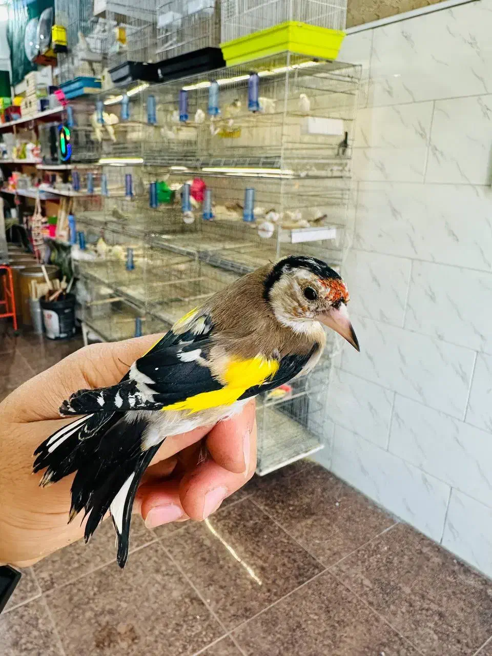 کلبه پرنده|پرنده|ساوه, |دیوار