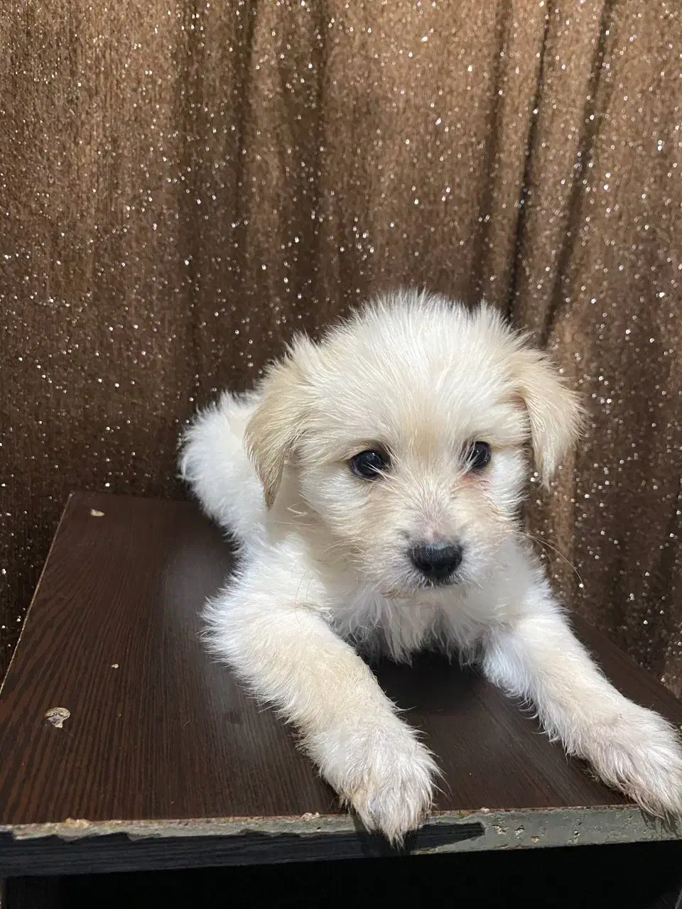 فروش شتیزو تریر اصل پاکوتاه سفید|سگ|رشت, پل تالشان|دیوار