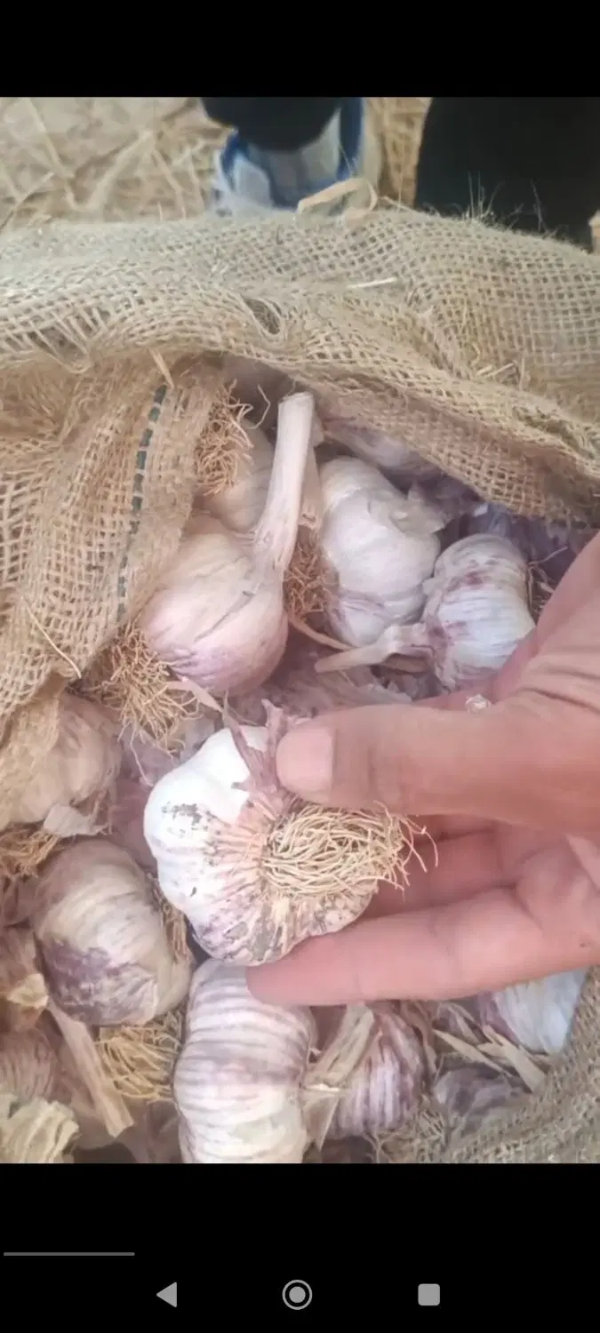 سیر|گل و گیاه طبیعی|شاهین دژ, |دیوار