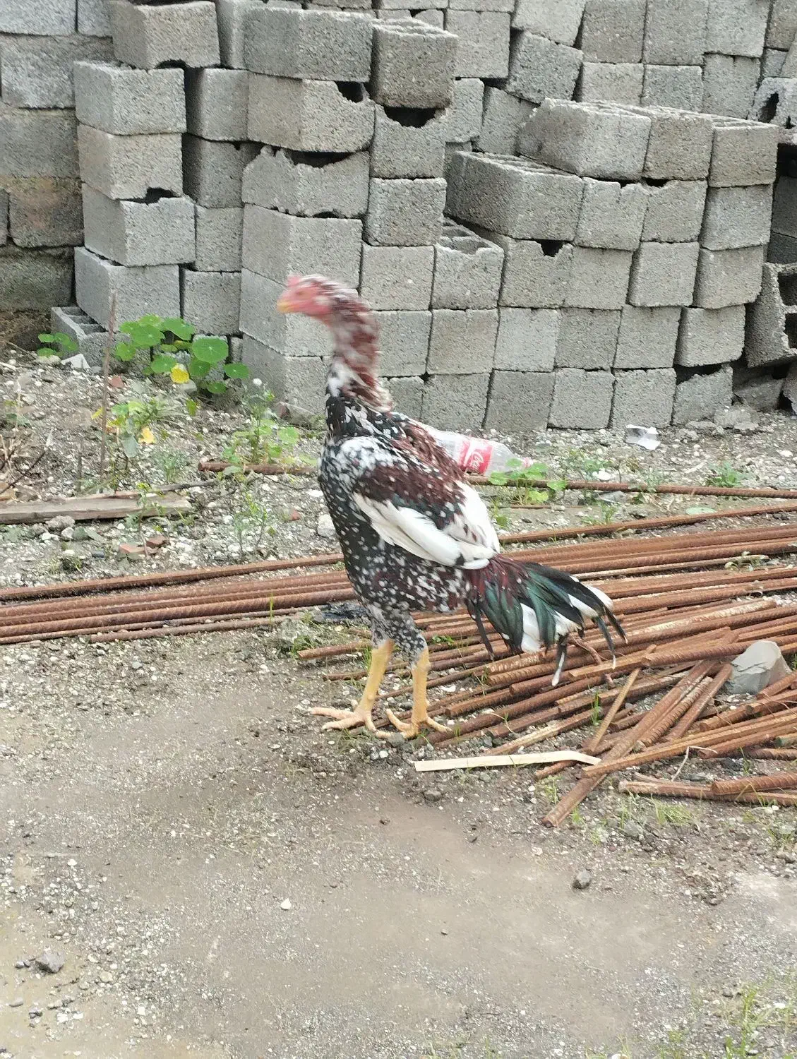 خروس لاری تاج و تخت|حیوانات مزرعه|آستارا, |دیوار