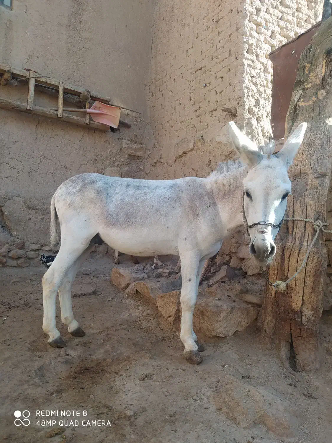 فروش.حیوانات|حیوانات مزرعه|بجنورد, |دیوار