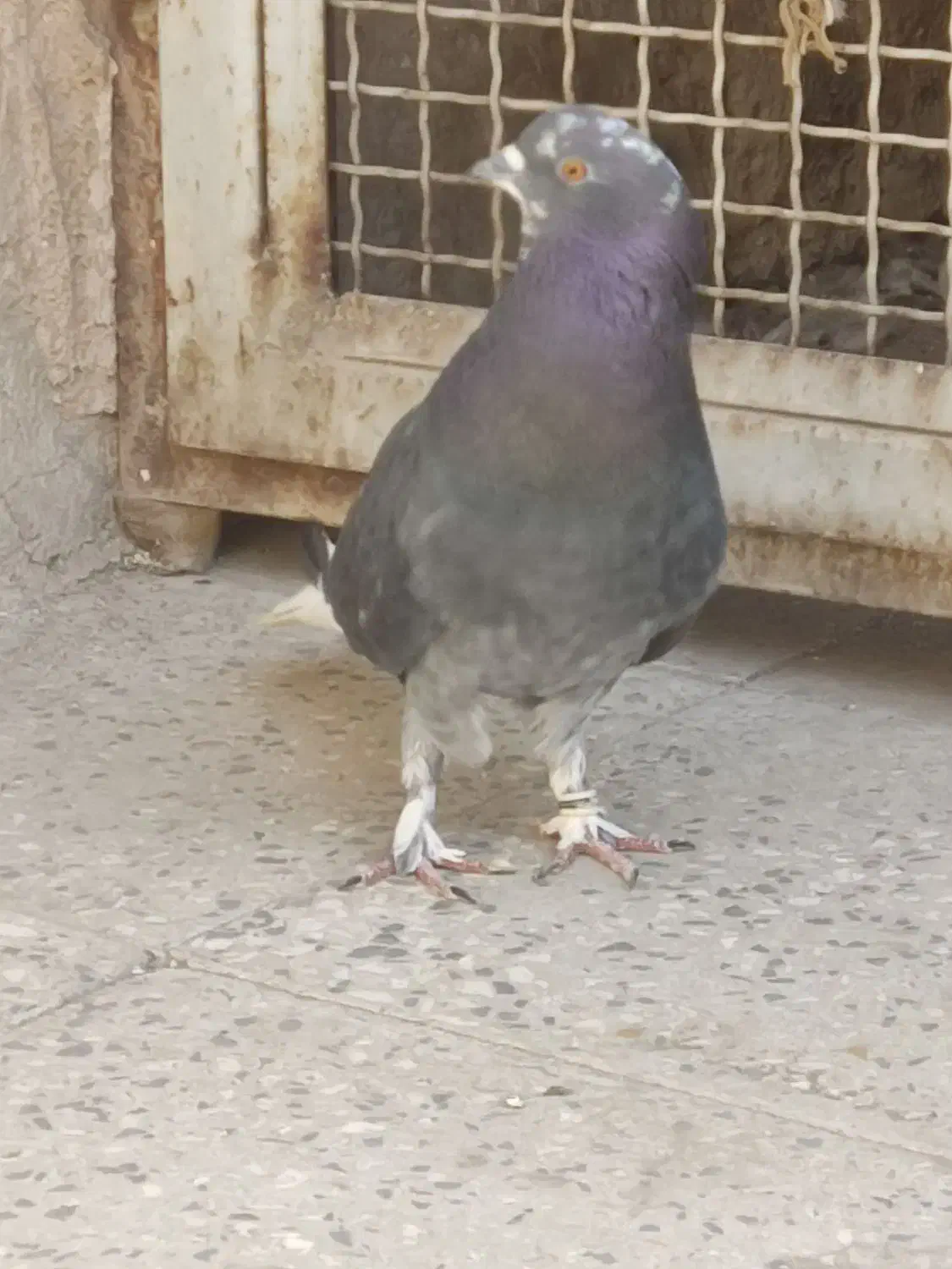 کفتر نر زاغ دم سفید..|پرنده|پاکدشت, پاکدشت (مامازند)|دیوار