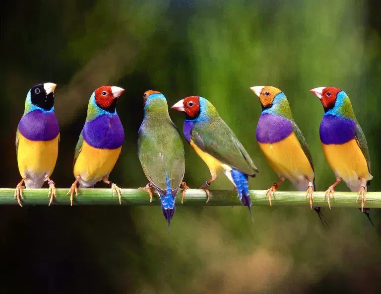 فنچ|پرنده|اسفراین, |دیوار