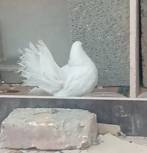 یک جفت کبوتر دم چتری|پرنده|خمینیشهر, |دیوار