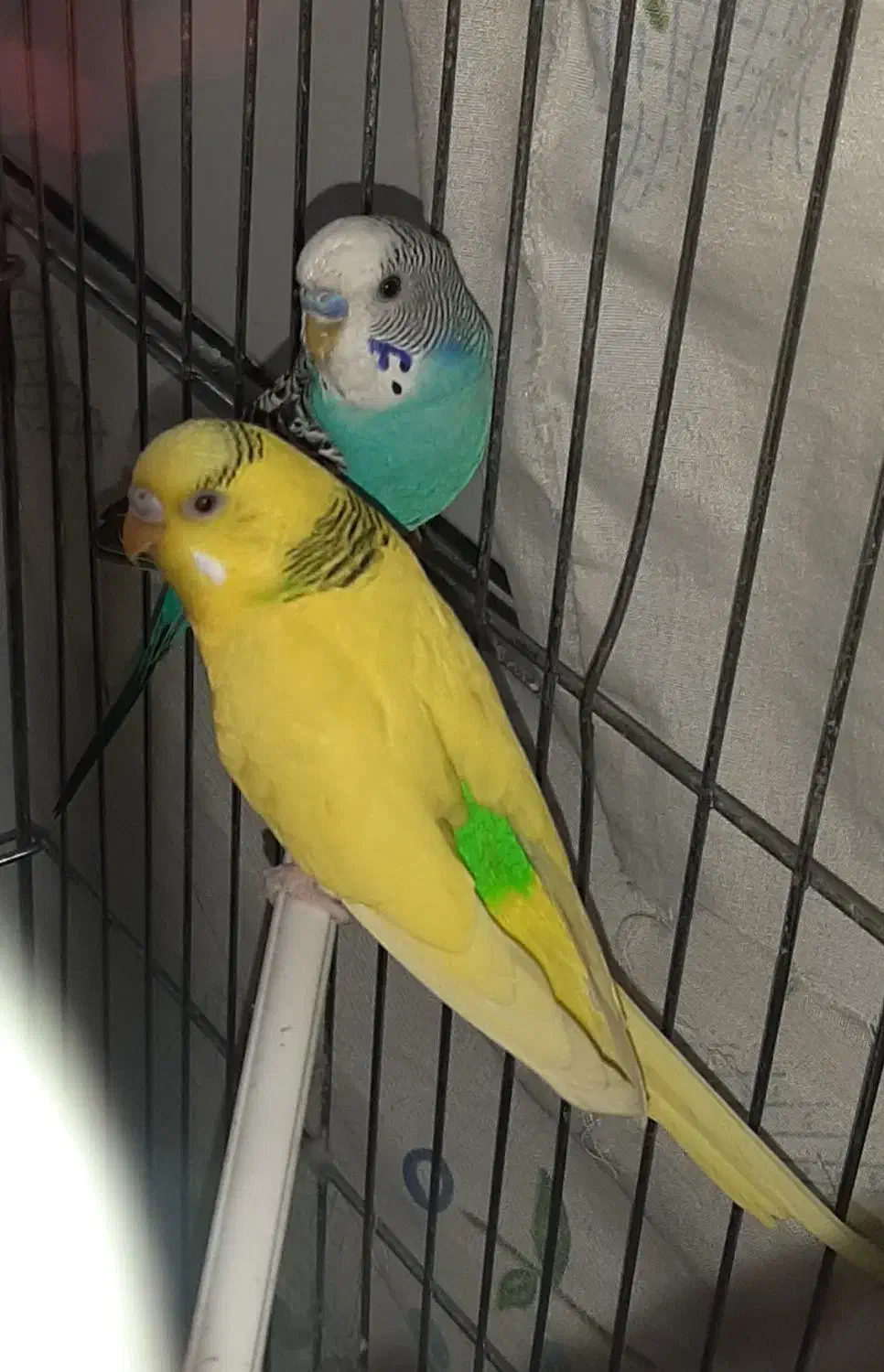 یک جفت مرغ عشق|پرنده|پیر بکران, |دیوار