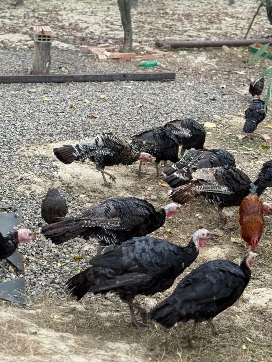 بوقلمون فروشی ‌|حیوانات مزرعه|گرگان, |دیوار