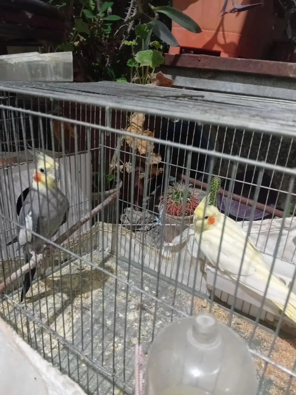 عروس هلندی|پرنده|باسمنج, |دیوار