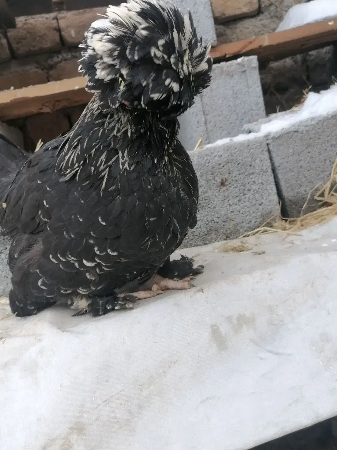 مرغ سلطان|حیوانات مزرعه|بومهن, |دیوار