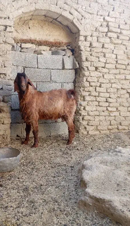 پاچن مناسب برای کشتن|حیوانات مزرعه|سیب و سوران, |دیوار