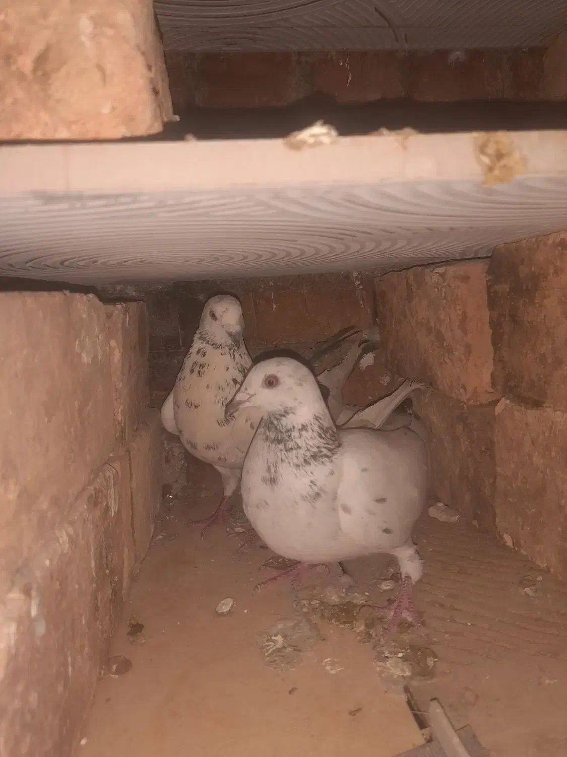 کبوتر|پرنده|مهربان, |دیوار