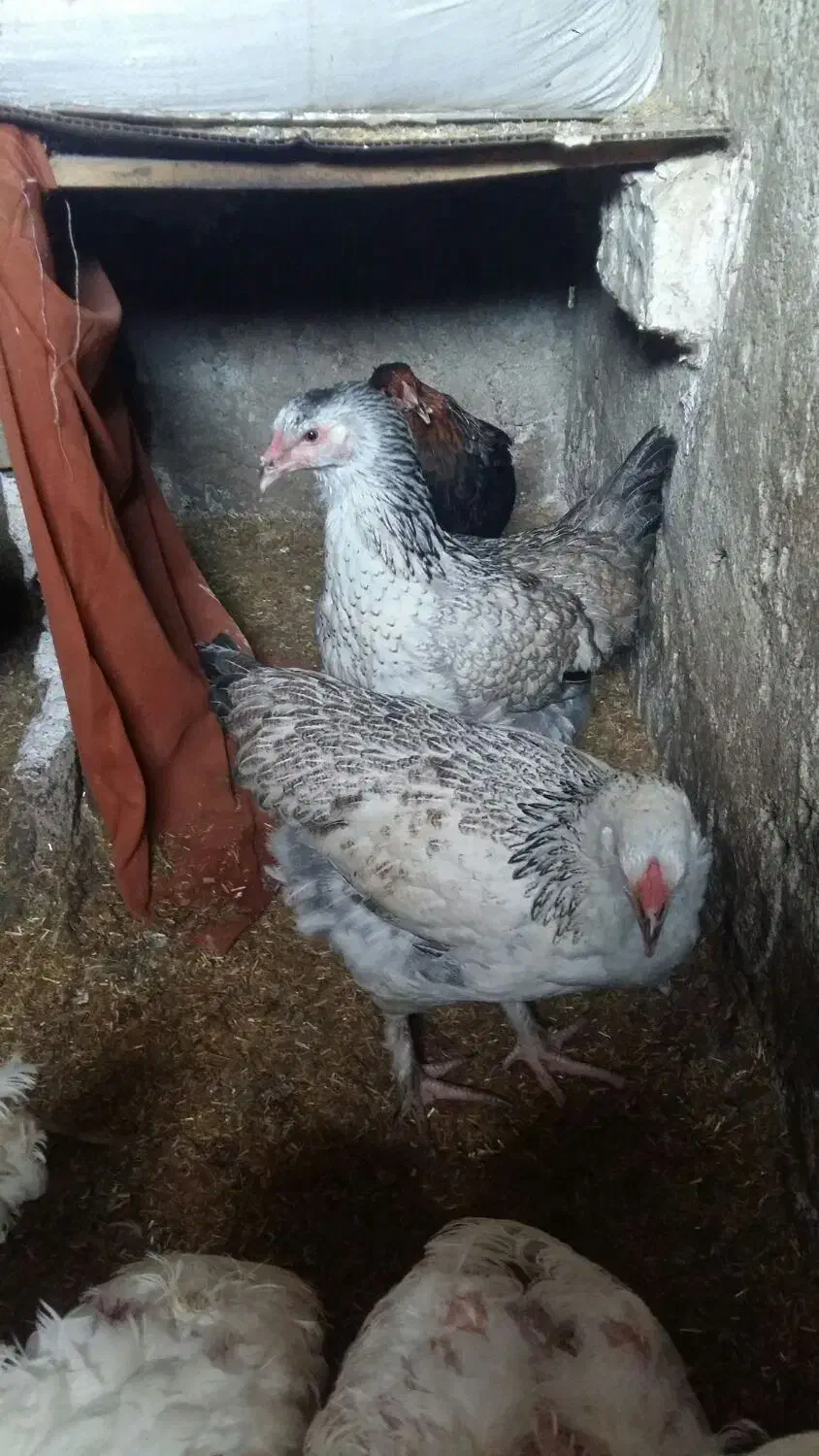 مرغ برهما|حیوانات مزرعه|نگین شهر, |دیوار