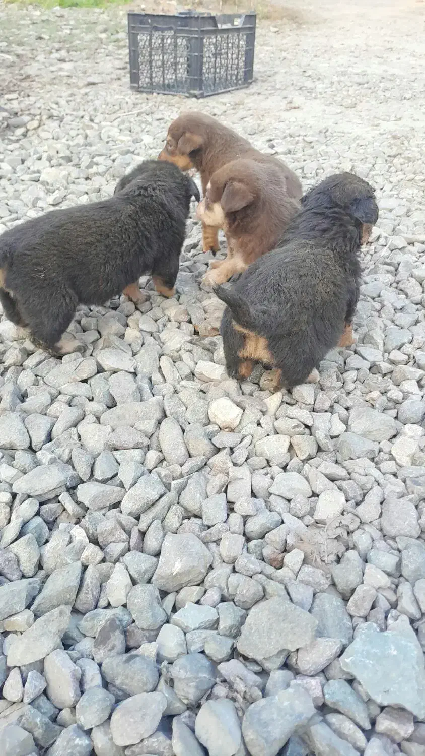 سگ پاه کوتاه|سگ|لاهیجان, بازکیاگوراب|دیوار