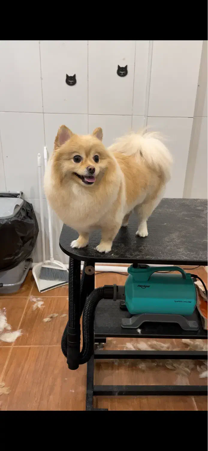 پامرین|سگ|کرمانشاه, |دیوار