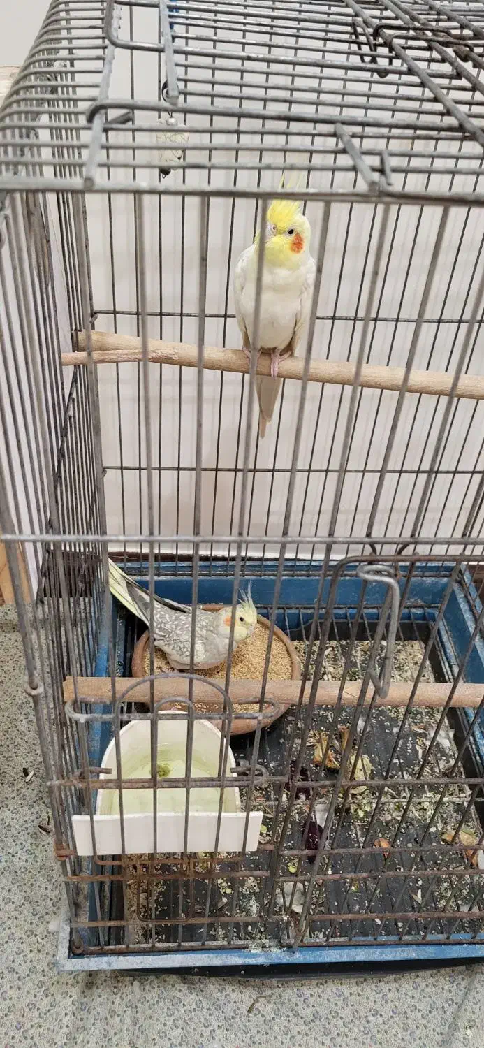 پرنده عروسک هلندی|پرنده|تهران, سردارجنگل|دیوار