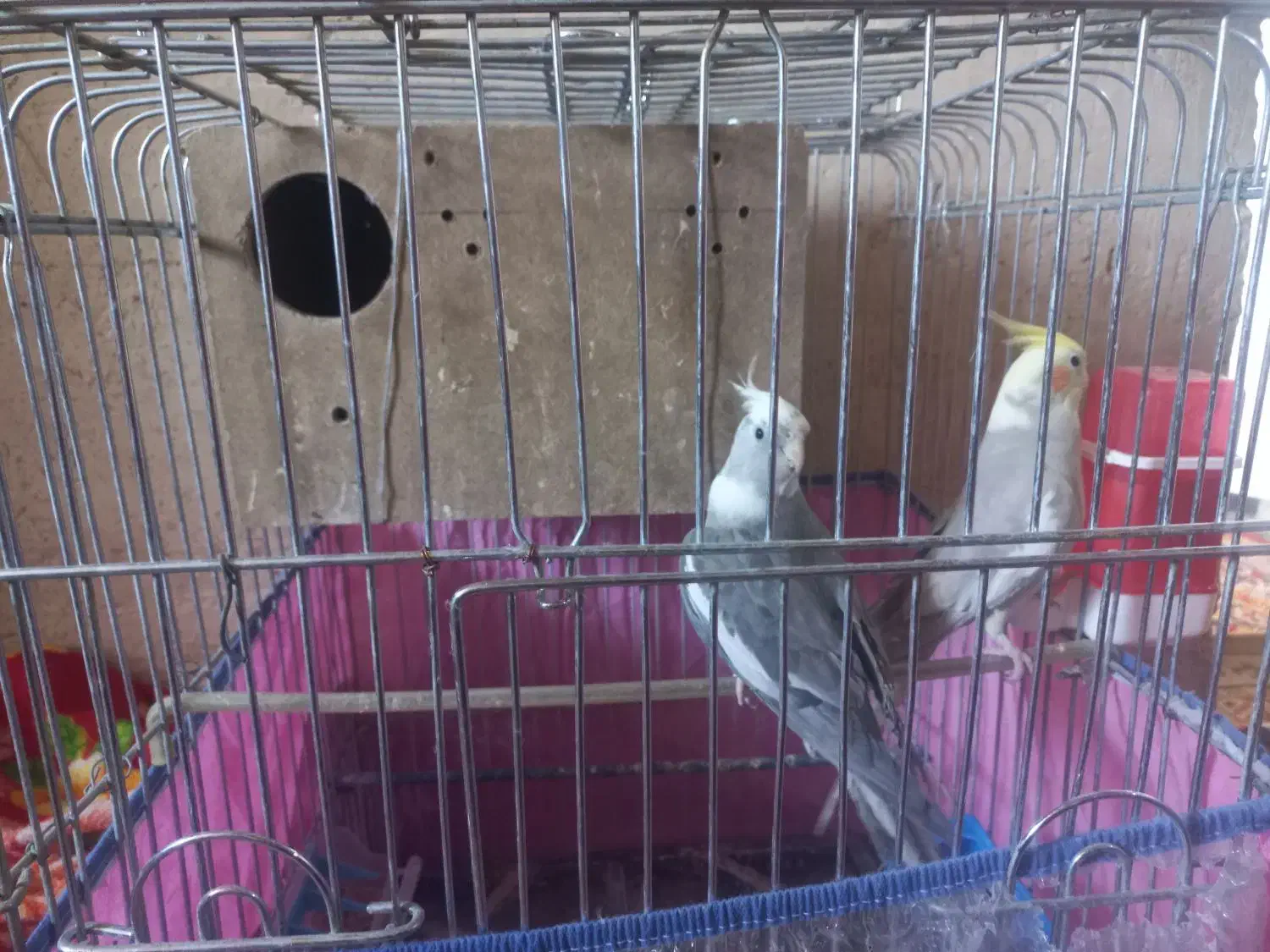 دو عروس بالغ خوب|پرنده|مرودشت, مختارآباد|دیوار