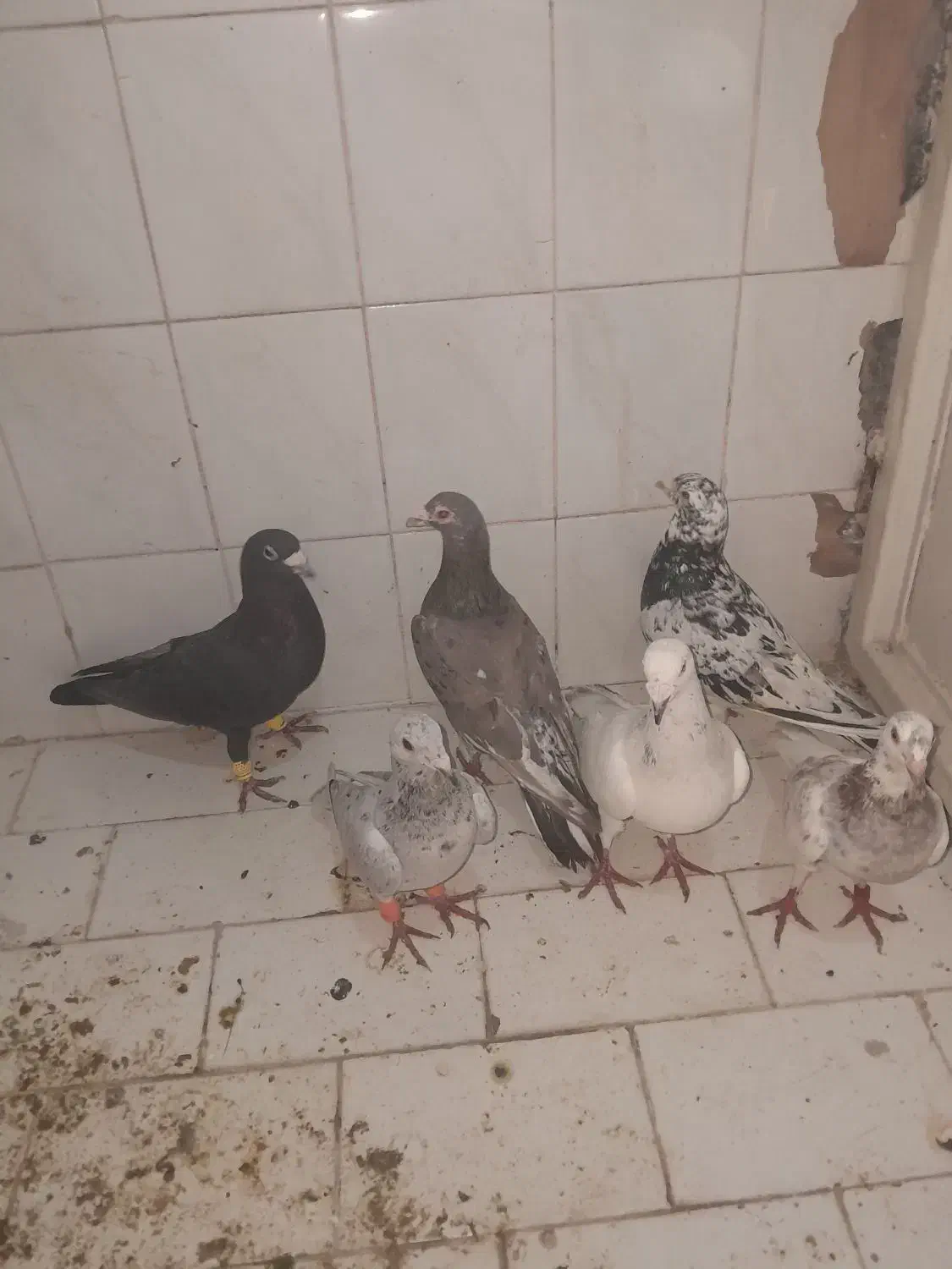 کفتر ،آس|حیوانات|تربت‌حیدریه, باغ سلطانی|دیوار