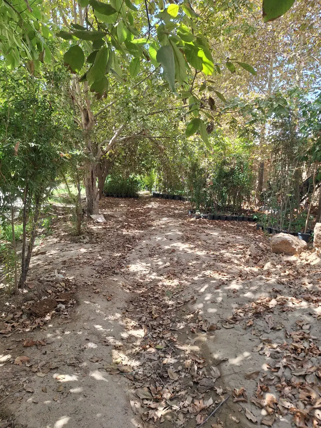 نهالستان پدرم|خدمات باغبانی و درختکاری|ورامین, شهرک مدرس|دیوار