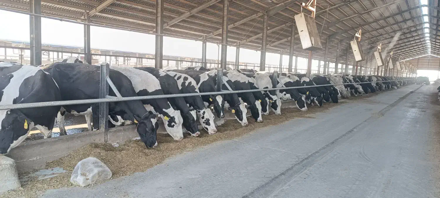 فروش کود گاوی|حیوانات مزرعه|چهاردولی, |دیوار