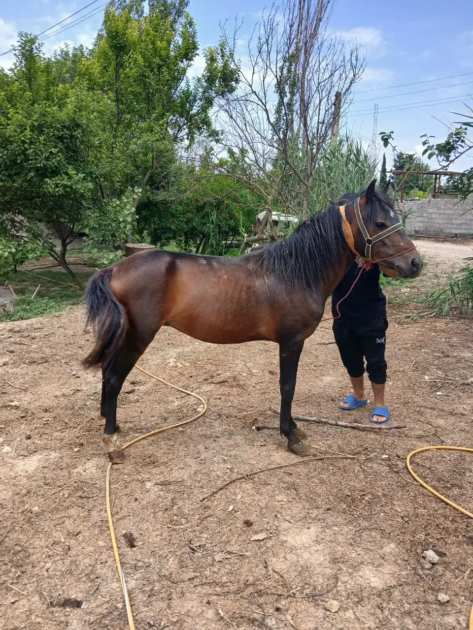 پارس آباد|اسب و تجهیزات اسب‌سواری|پارس‌آباد, |دیوار