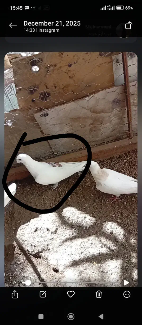 کفتر باخت رفته|حیوانات|قزوین, |دیوار