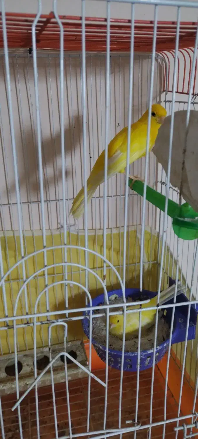 یک جفت قناری|پرنده|فولادشهر, سایت صنعتی کاوه|دیوار