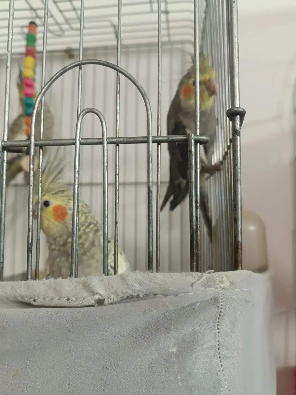 عروس هلندی|پرنده|محمدشهر, محمدشهر|دیوار