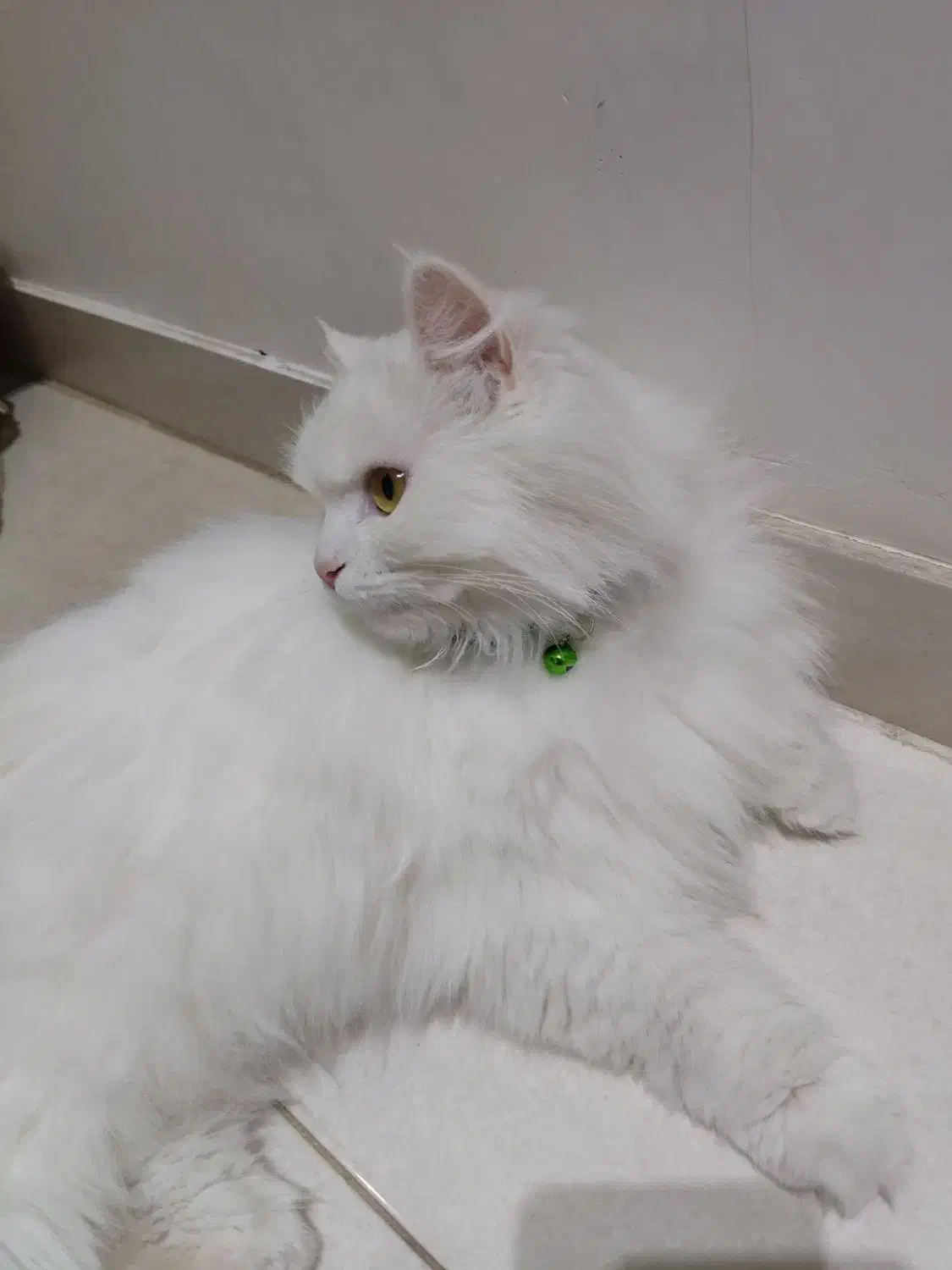 گربه پرشین ماده|گربه|بستان آباد, |دیوار