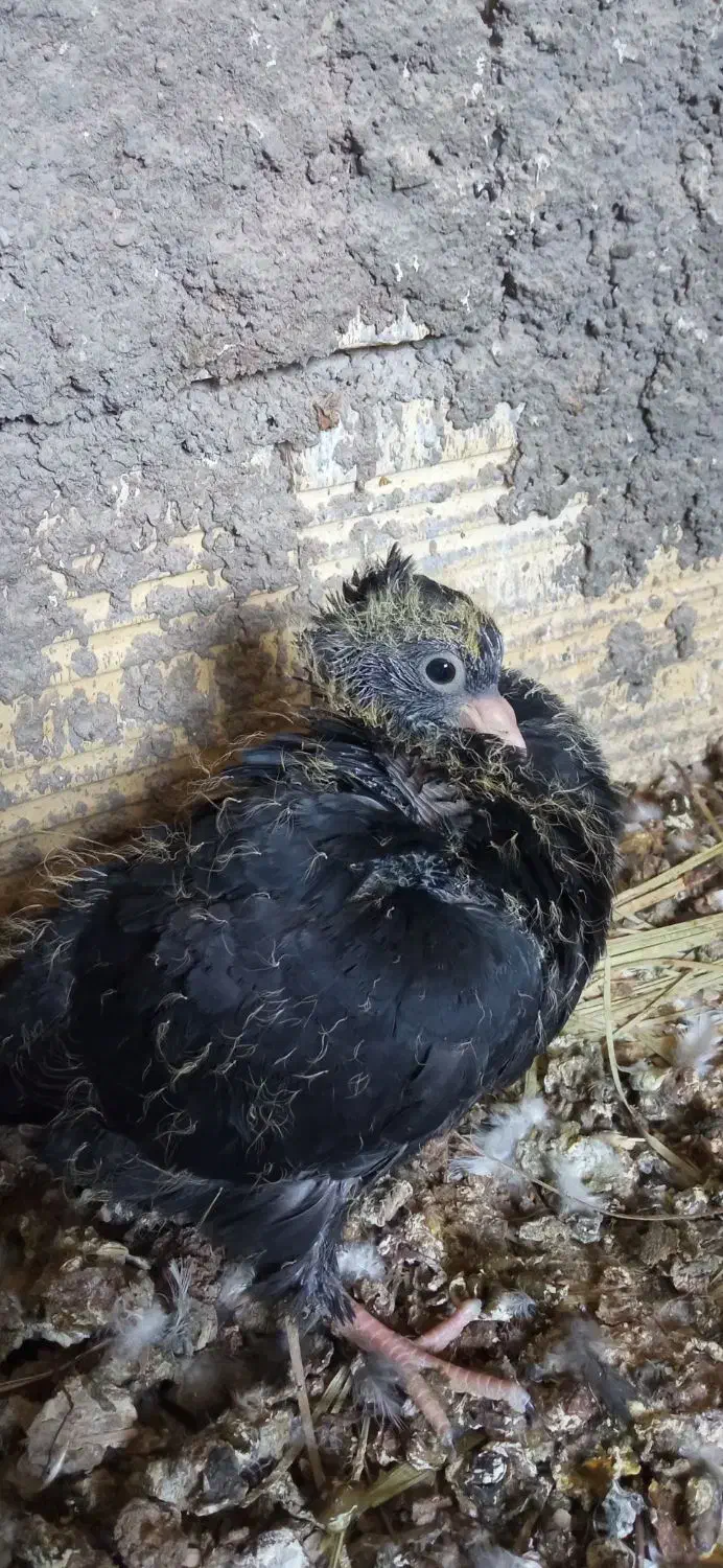 کبوتر|پرنده|شوشتر, |دیوار