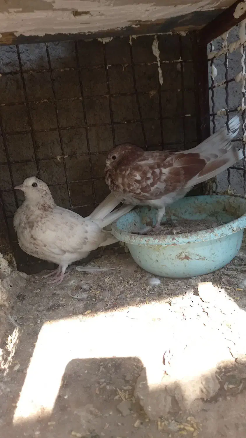 کبوتر پرشی|پرنده|سیرجان, |دیوار