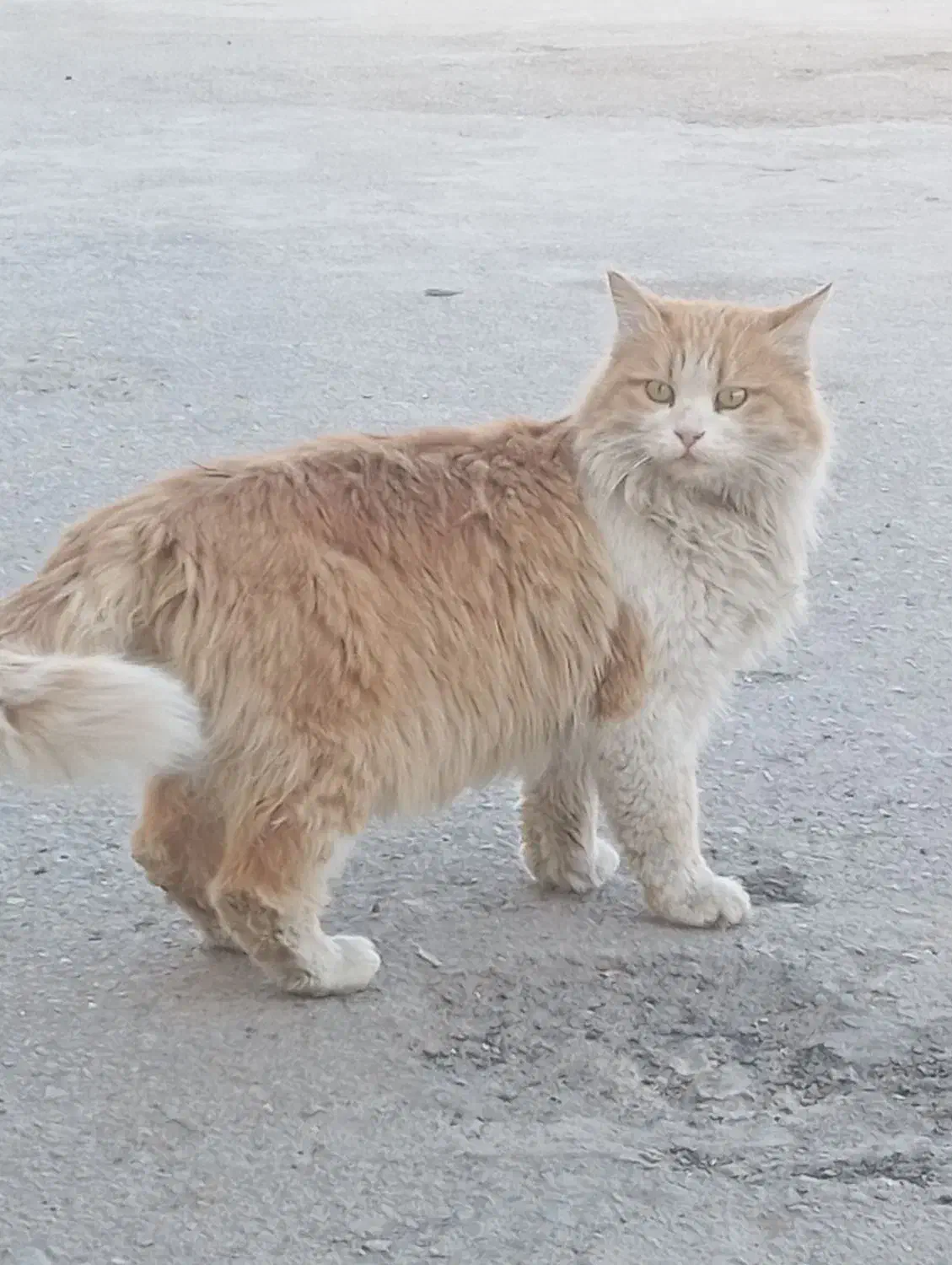 گربه گمشده (پرشین)|گربه|زاهدان, |دیوار