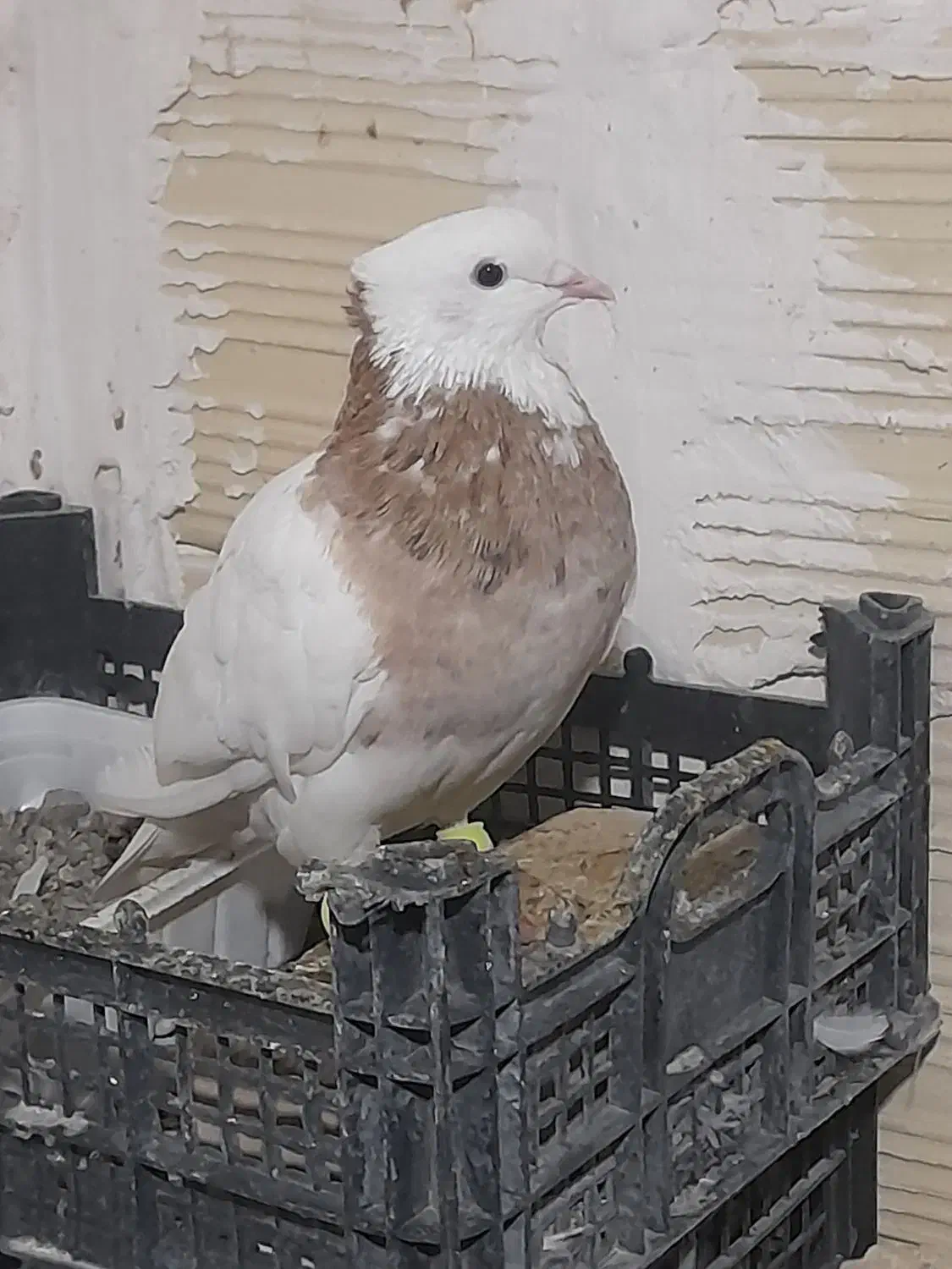 طوقی پاک|پرنده|شاهرود, |دیوار