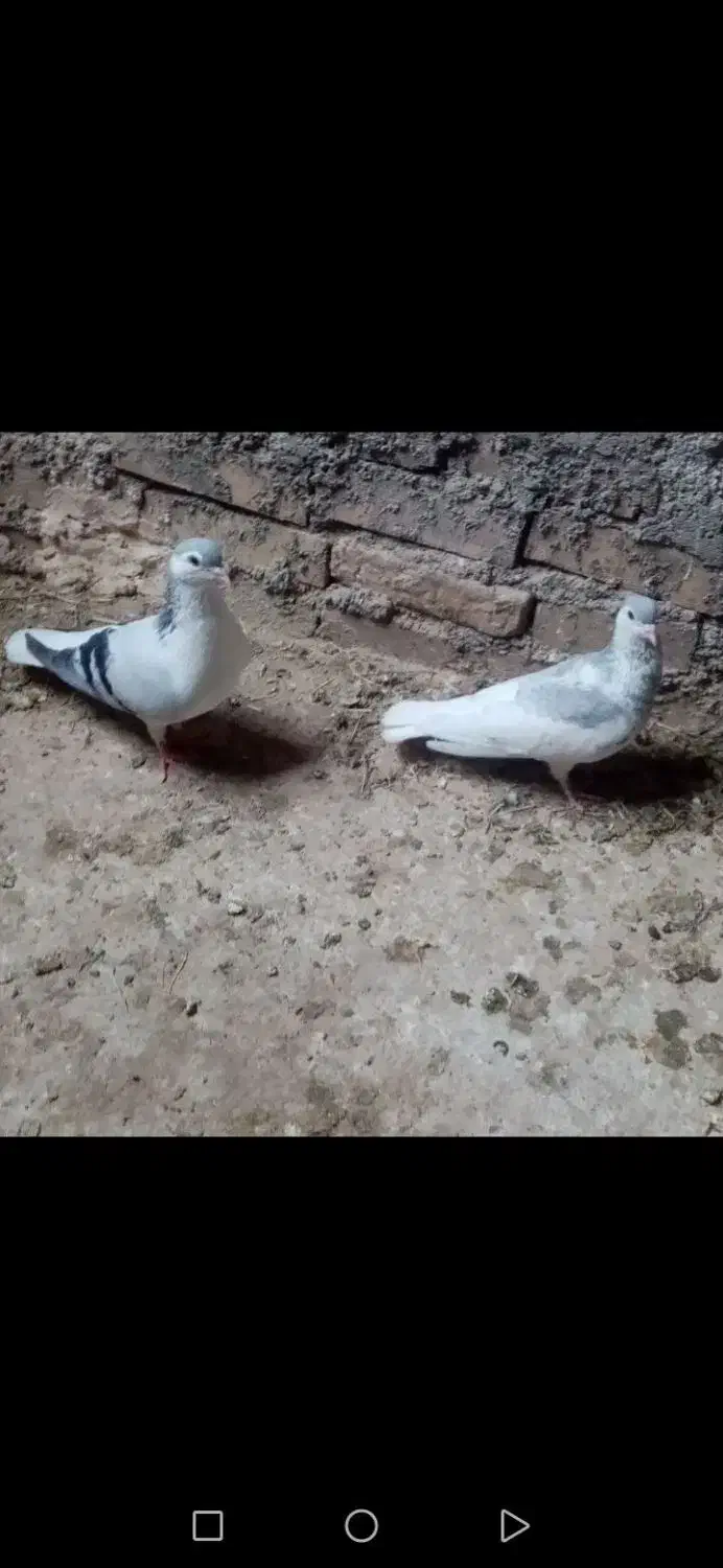 کفتر جوجه کشی|پرنده|چاپشلو, |دیوار