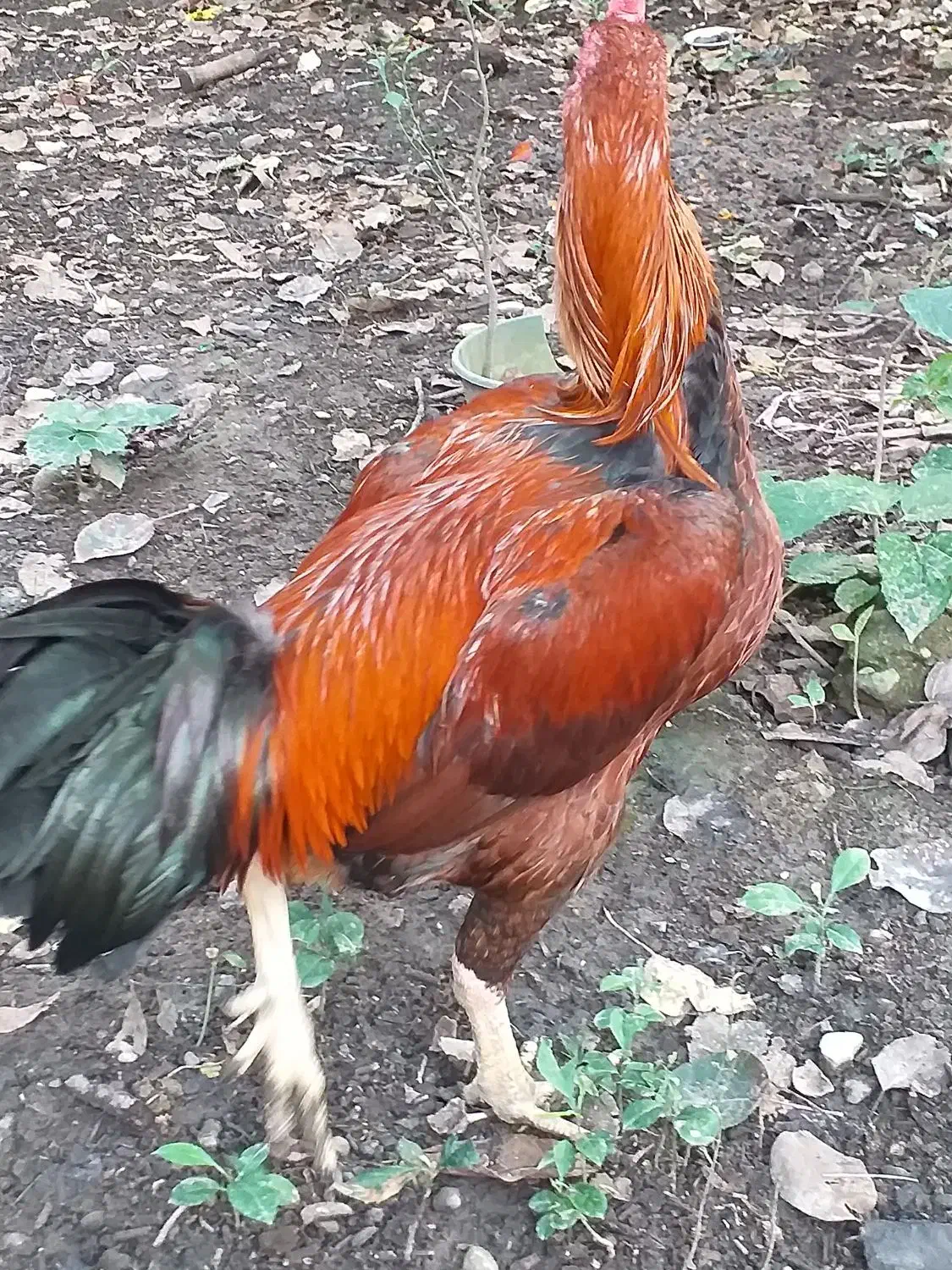 خروس لاری|حیوانات مزرعه|رحیم‌آباد, |دیوار