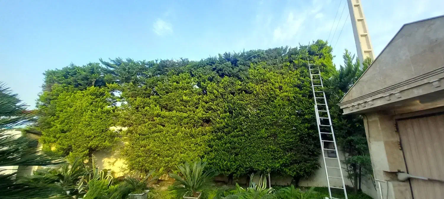 هرس درخت وتمیز کاری باغ باغچه ویلا|خدمات باغبانی و درختکاری|بابل, |دیوار