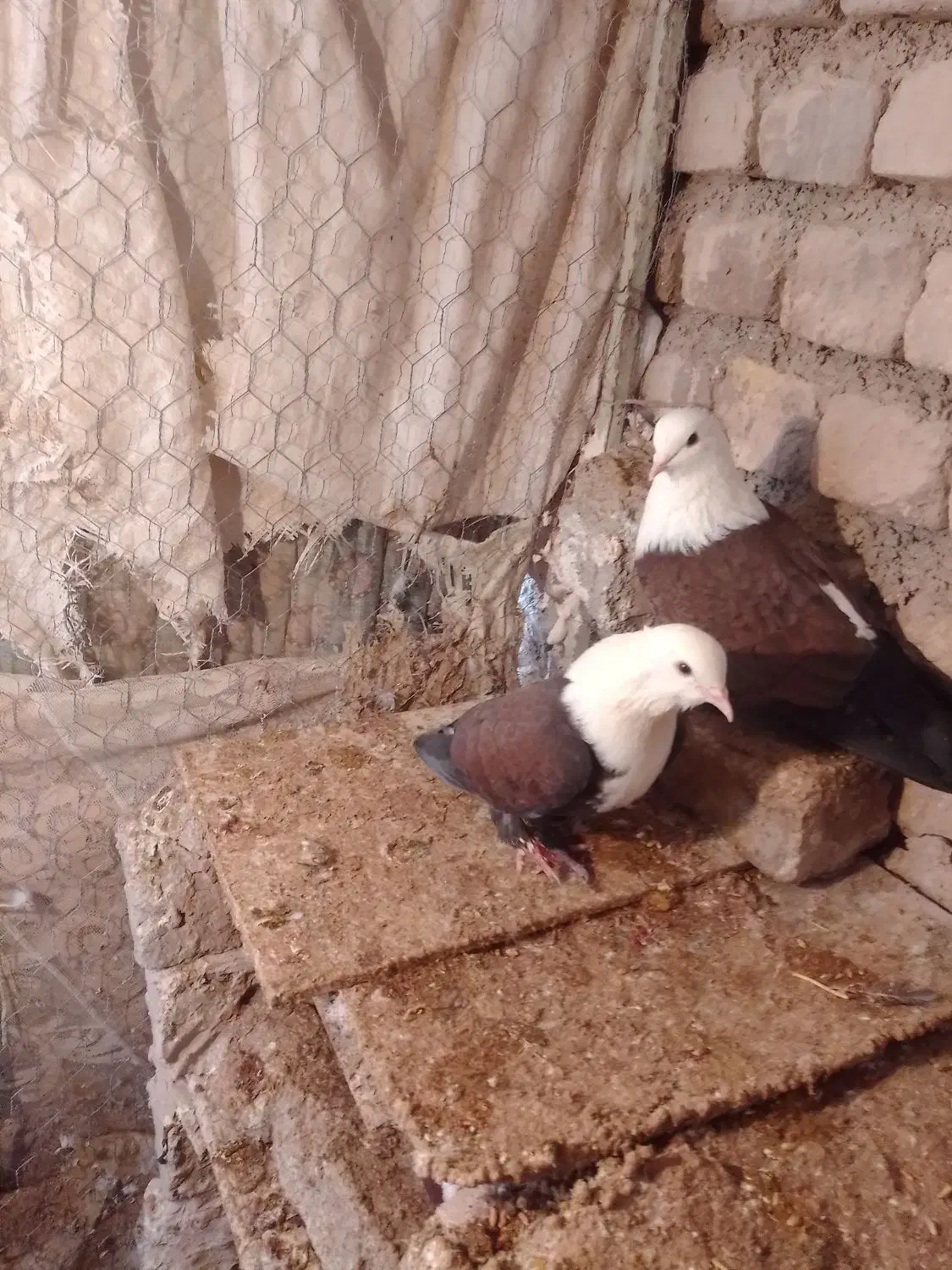 کبوتر|پرنده|نیشابور, مازول|دیوار