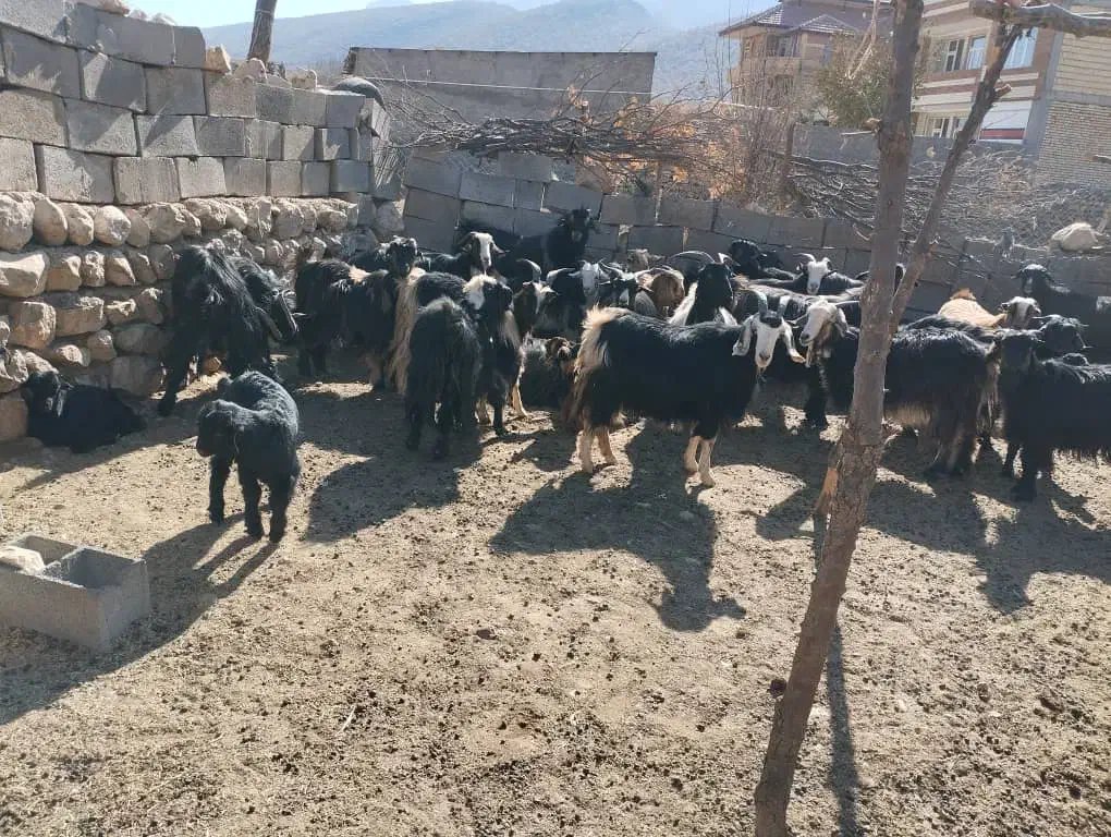 بز گله|حیوانات مزرعه|لردگان, |دیوار