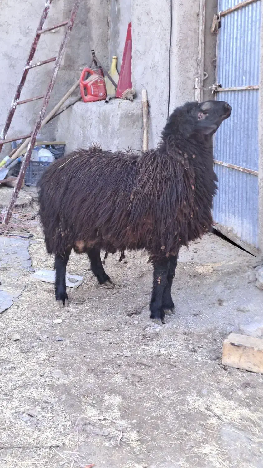 همو هترو|حیوانات مزرعه|سلطانیه, |دیوار