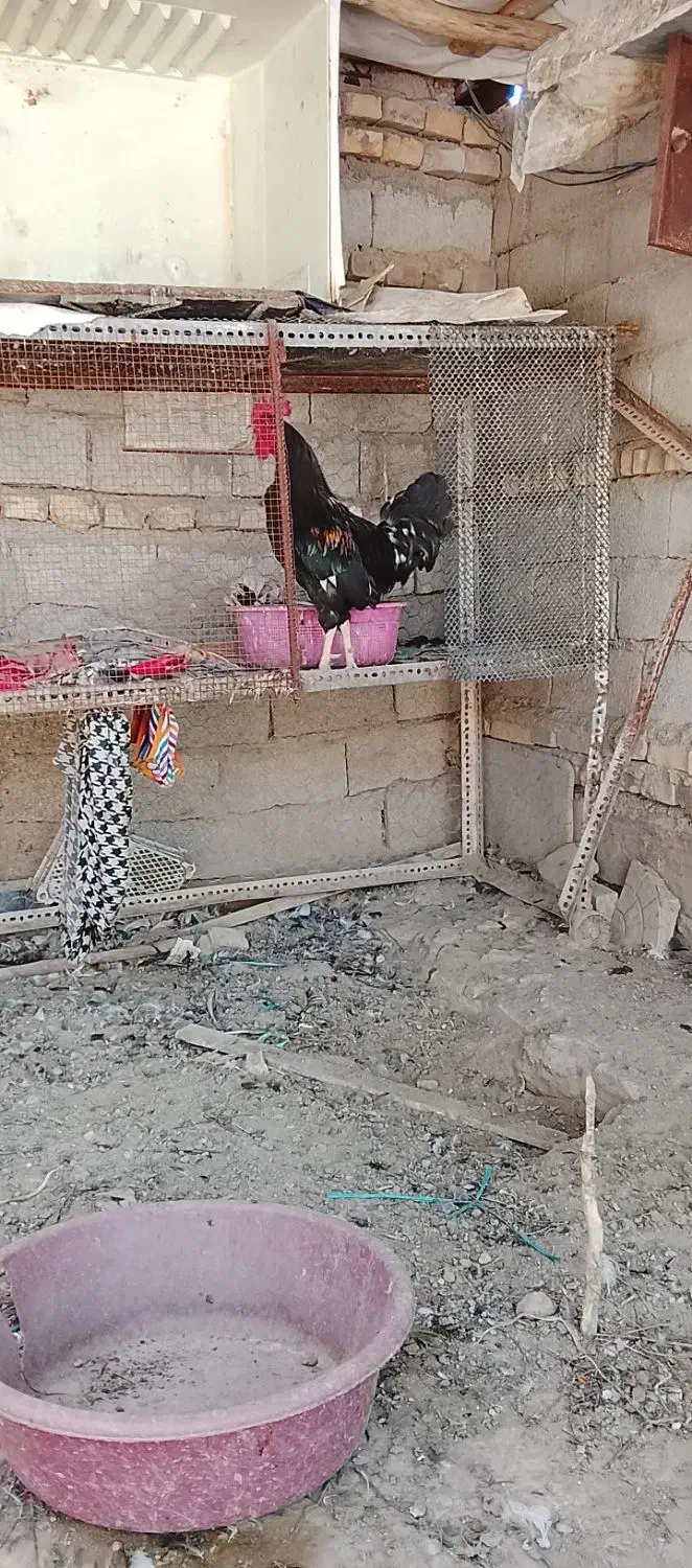 خروس عربی اصل|حیوانات مزرعه|حمیدیه, |دیوار