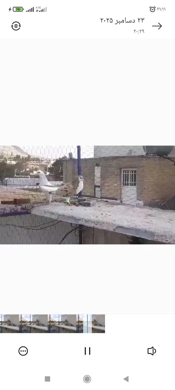 پرنده|پرنده|شیراز, رکن‌آباد|دیوار