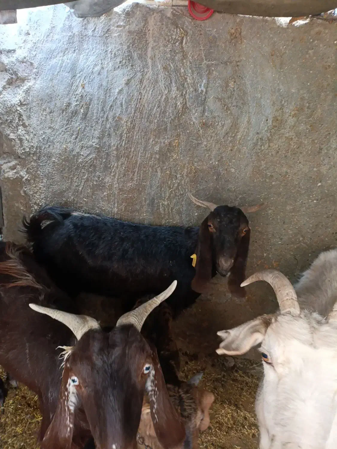 بز دو رگ|حیوانات مزرعه|زاهدان, |دیوار